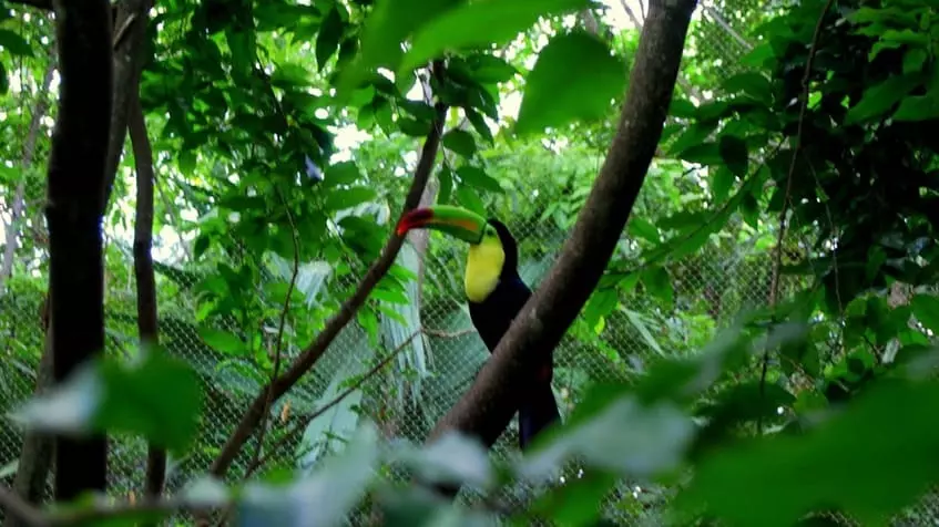 A toucan perched on a tree branch at Vi-ha 36 Playacar