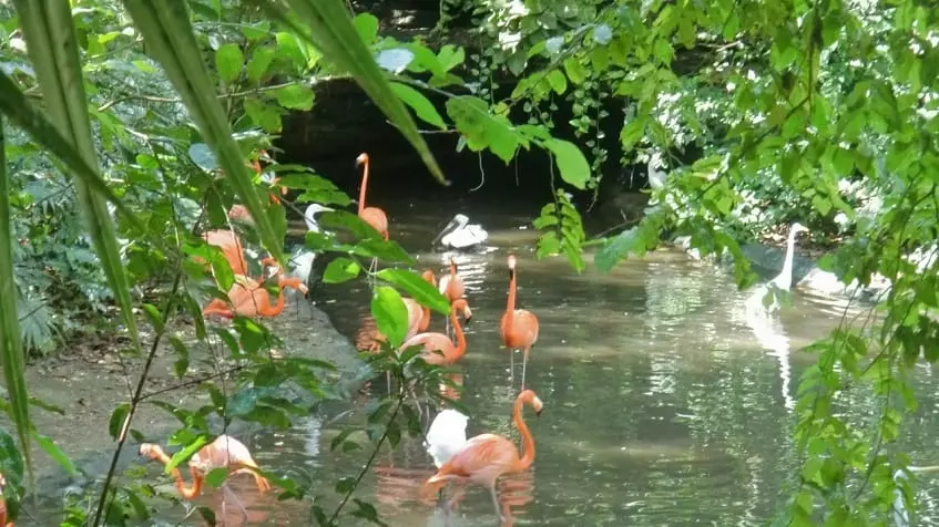 Some pink flamingos swimming in a river at Vi-ha 36 Playacar