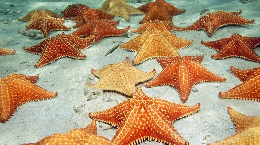 estrellas mar playa el cielo cozumel - Plalla Real Estate