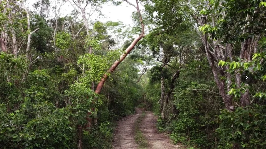 Vista de camino de entrada de terracería que incluye árboles, abundante vegetación, follaje verde de Terreno en Venta en Chemuyil Cerca de Tulum