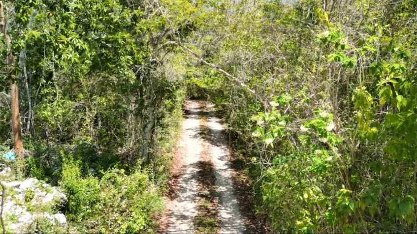 Vista de camino de entrada de terracería que incluye árboles, abundante vegetación, follaje verde de Terreno en Venta en Chemuyil Cerca de Tulum